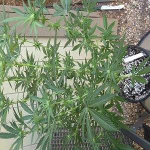 bbs-grow-diaries/blimburnseeds-com/user-7729/94c18cd92929a9f4