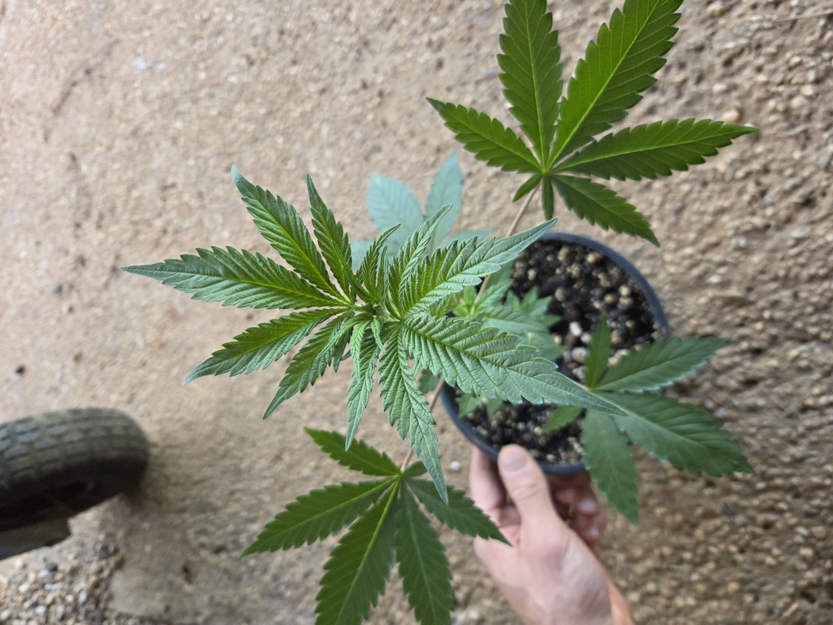 bbs-grow-diaries/blimburnseeds-com/user-7729/9a06bad2a1eaebdb