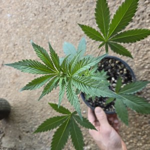 bbs-grow-diaries/blimburnseeds-com/user-7729/9a06bad2a1eaebdb
