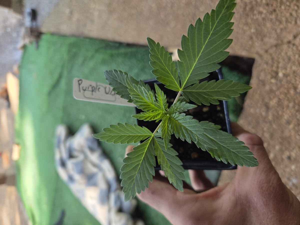 bbs-grow-diaries/blimburnseeds-com/user-7729/9a97c64c544fcbfb