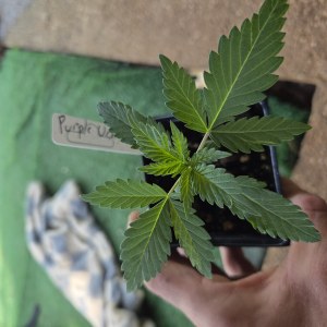 bbs-grow-diaries/blimburnseeds-com/user-7729/9a97c64c544fcbfb