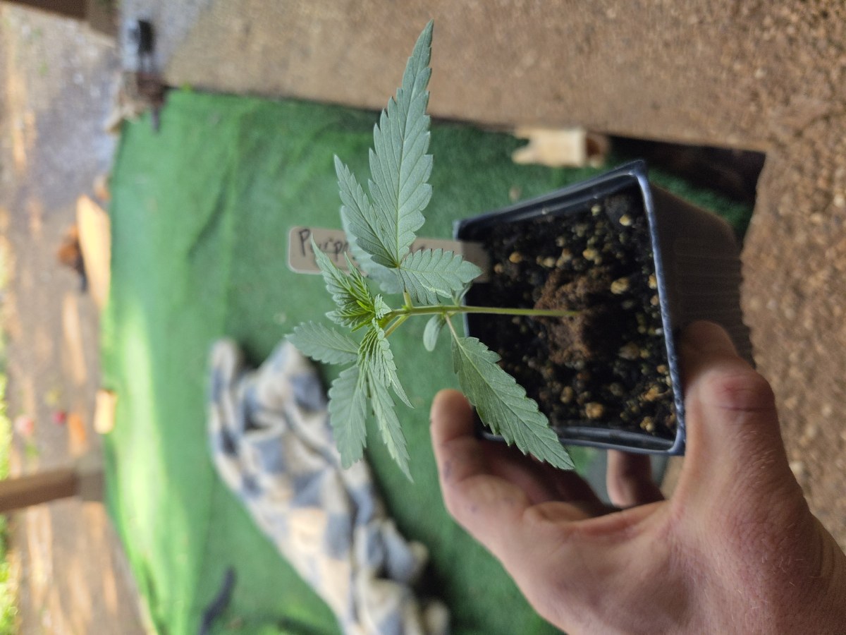 bbs-grow-diaries/blimburnseeds-com/user-7729/9c7f2c7efdbc5915