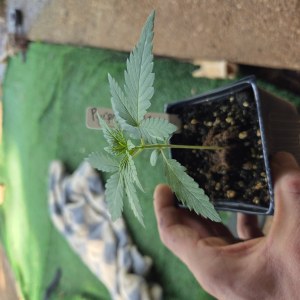bbs-grow-diaries/blimburnseeds-com/user-7729/9c7f2c7efdbc5915