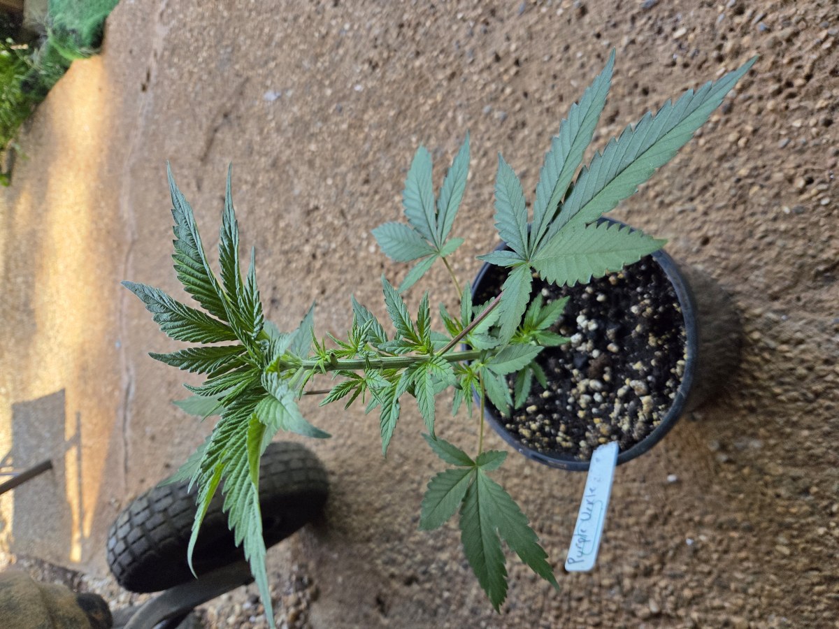 bbs-grow-diaries/blimburnseeds-com/user-7729/9e52d0614911753f