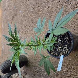 bbs-grow-diaries/blimburnseeds-com/user-7729/9e52d0614911753f