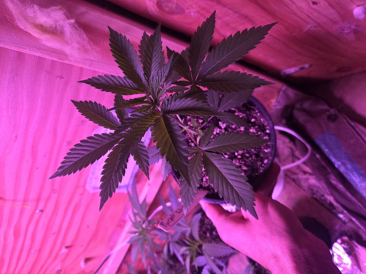 bbs-grow-diaries/blimburnseeds-com/user-7729/9f15d08122c4fa9c