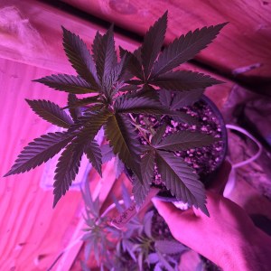 bbs-grow-diaries/blimburnseeds-com/user-7729/9f15d08122c4fa9c