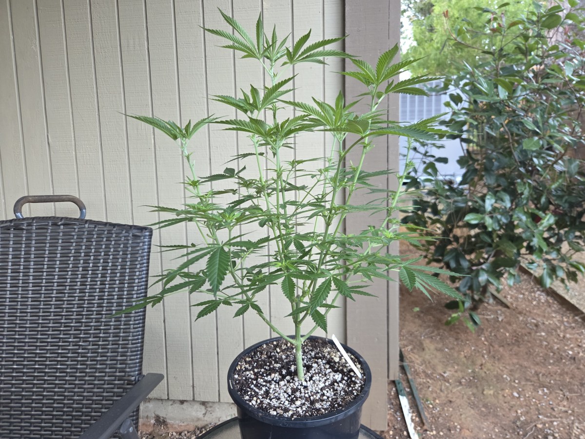 bbs-grow-diaries/blimburnseeds-com/user-7729/b1fe8a601660ce5e