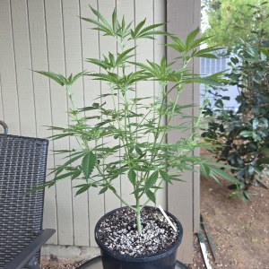bbs-grow-diaries/blimburnseeds-com/user-7729/b1fe8a601660ce5e