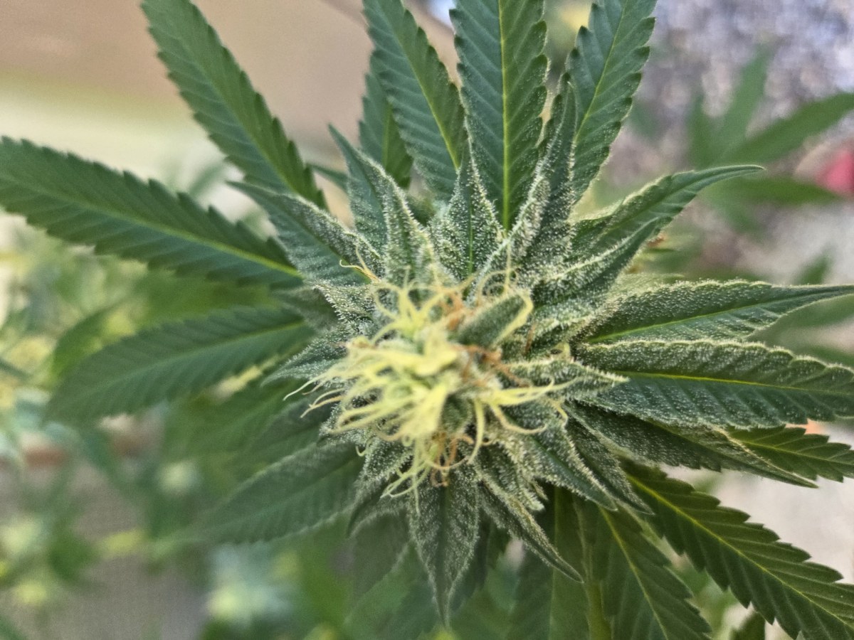 bbs-grow-diaries/blimburnseeds-com/user-7729/b2e97c8ed3d9be25