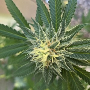 bbs-grow-diaries/blimburnseeds-com/user-7729/b2e97c8ed3d9be25