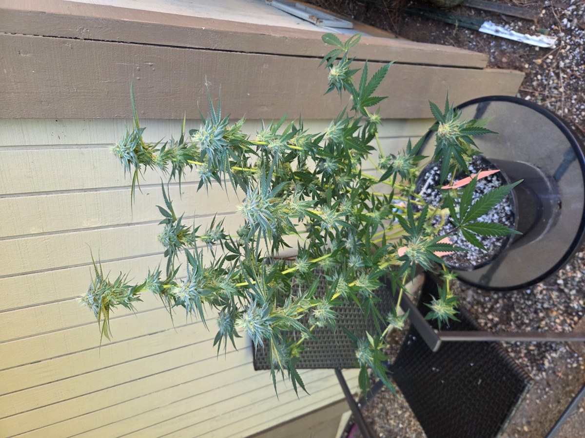 bbs-grow-diaries/blimburnseeds-com/user-7729/b69c52ce616d298f
