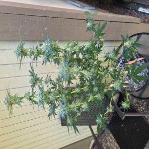 bbs-grow-diaries/blimburnseeds-com/user-7729/b69c52ce616d298f