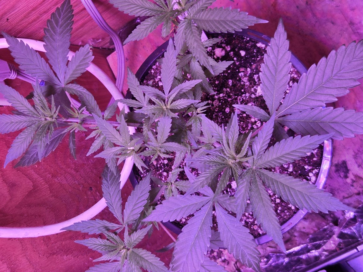 bbs-grow-diaries/blimburnseeds-com/user-7729/bbfaae6e1b9df4af