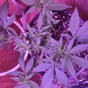 bbs-grow-diaries/blimburnseeds-com/user-7729/bbfaae6e1b9df4af