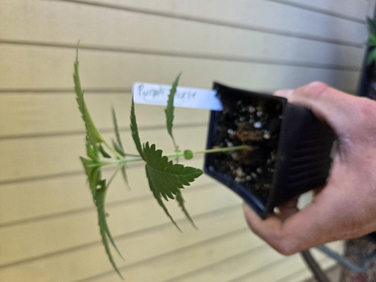 bbs-grow-diaries/blimburnseeds-com/user-7729/c43f18c398f971cc