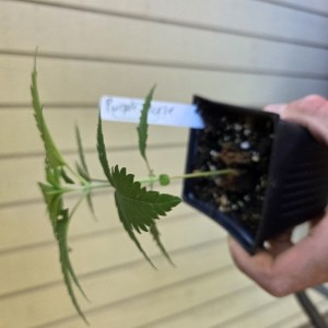 bbs-grow-diaries/blimburnseeds-com/user-7729/c43f18c398f971cc