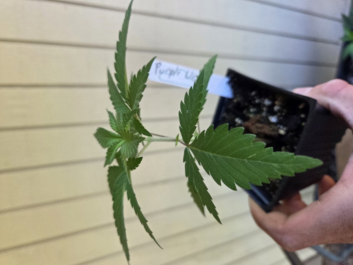 bbs-grow-diaries/blimburnseeds-com/user-7729/c44fc77564ad3e55