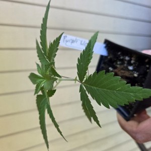 bbs-grow-diaries/blimburnseeds-com/user-7729/c44fc77564ad3e55