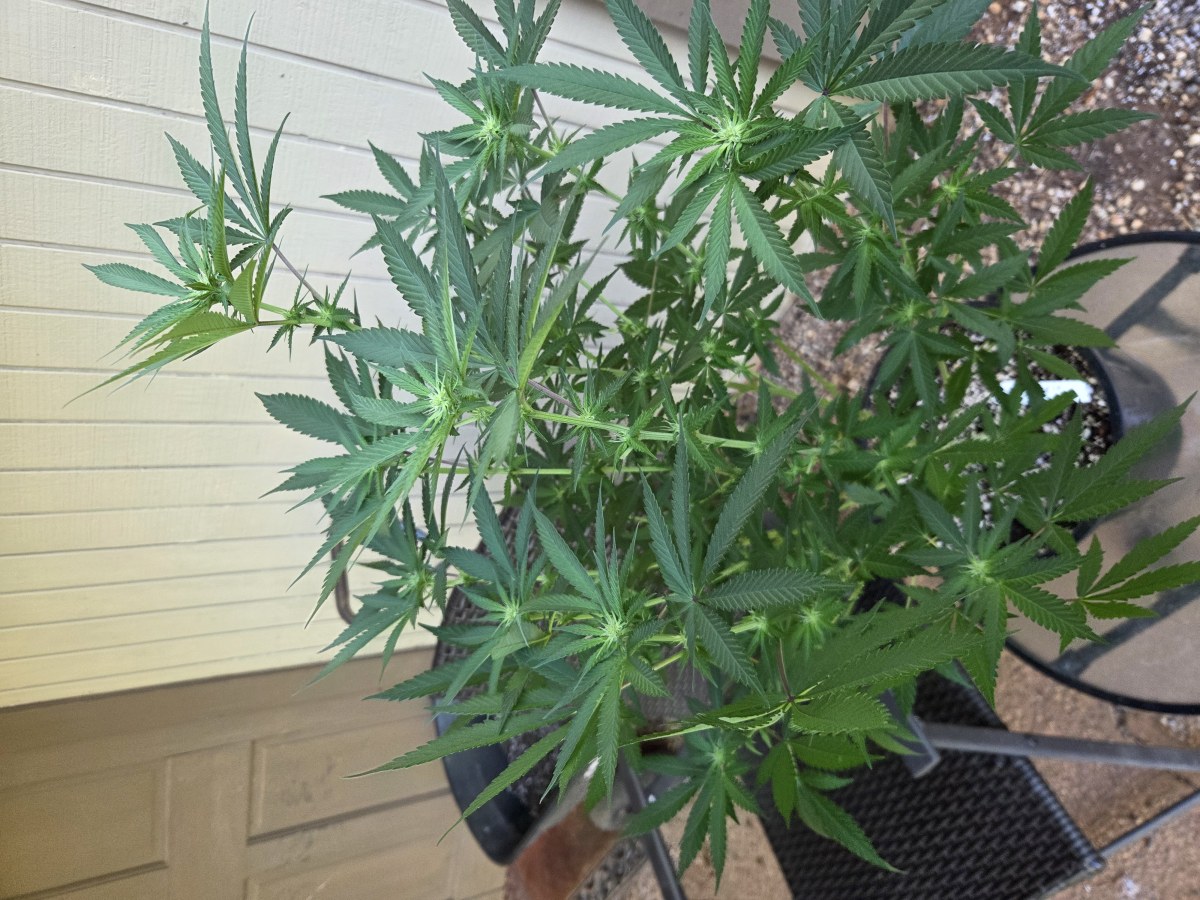 bbs-grow-diaries/blimburnseeds-com/user-7729/d4d1c37100eeac46