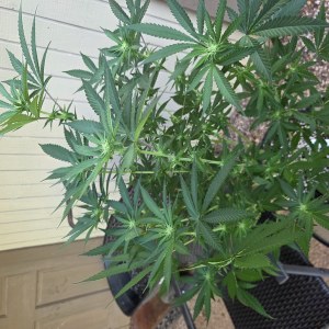 bbs-grow-diaries/blimburnseeds-com/user-7729/d4d1c37100eeac46