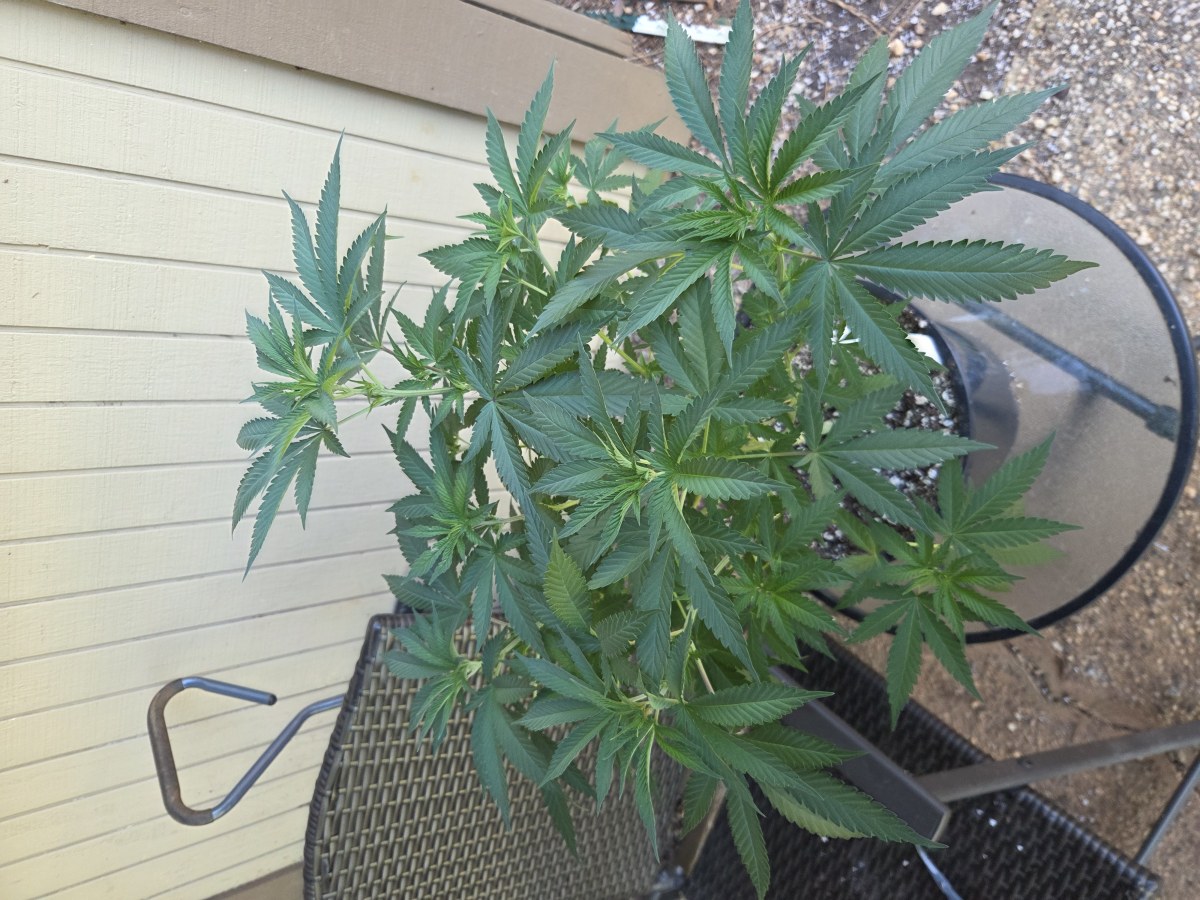 bbs-grow-diaries/blimburnseeds-com/user-7729/dbc80989a4aa4307