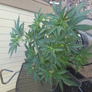 bbs-grow-diaries/blimburnseeds-com/user-7729/dbc80989a4aa4307