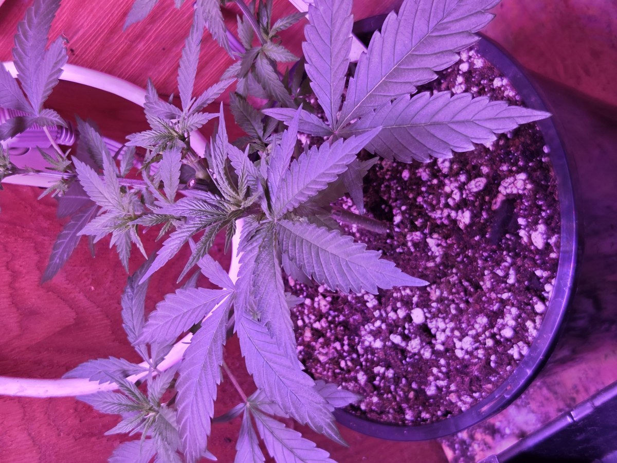 bbs-grow-diaries/blimburnseeds-com/user-7729/dd0189a8fe787a41