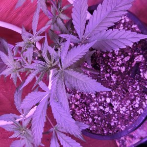 bbs-grow-diaries/blimburnseeds-com/user-7729/dd0189a8fe787a41