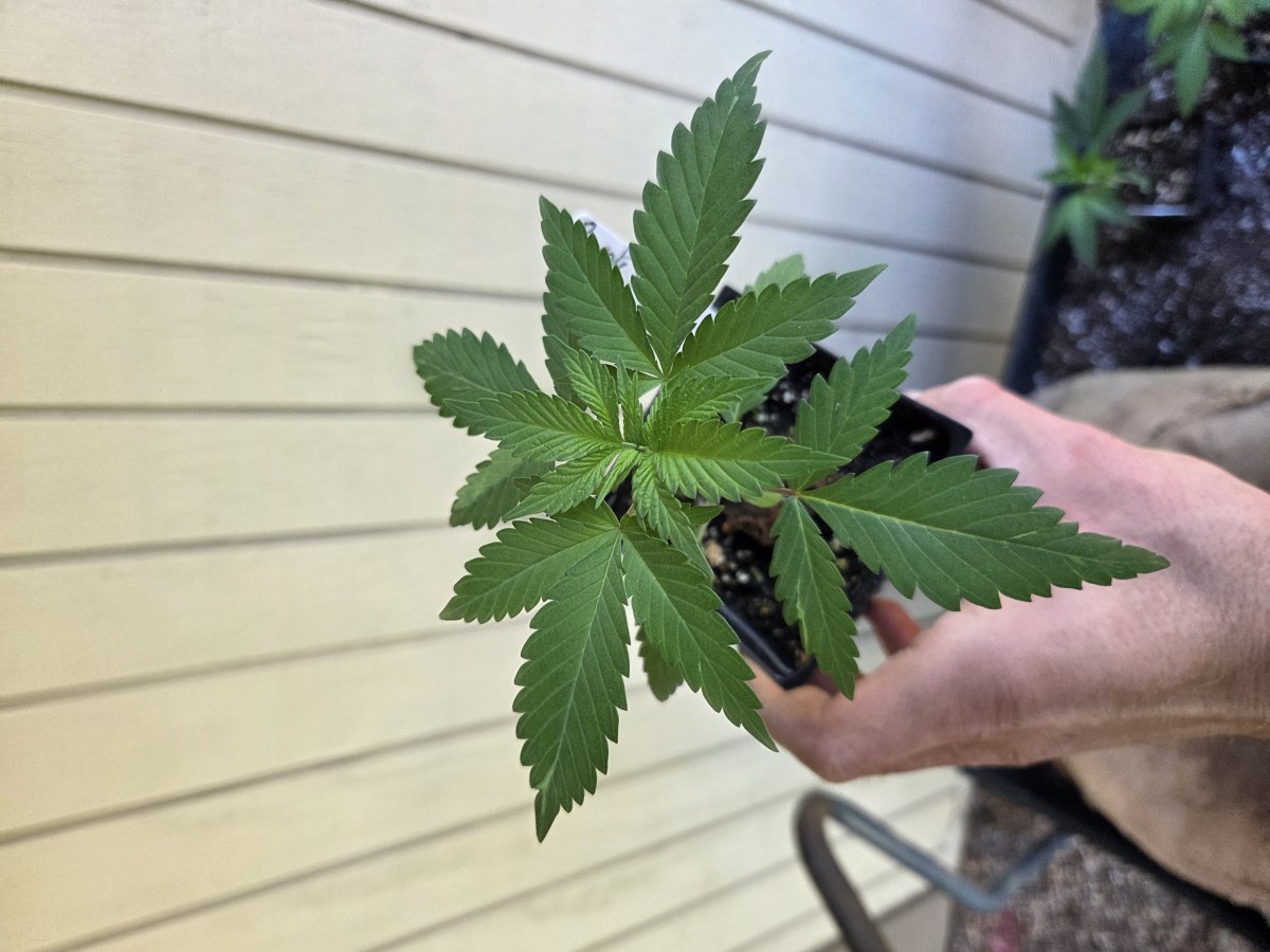 bbs-grow-diaries/blimburnseeds-com/user-7729/f2a96e44df9cc6c9