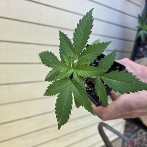 bbs-grow-diaries/blimburnseeds-com/user-7729/f2a96e44df9cc6c9