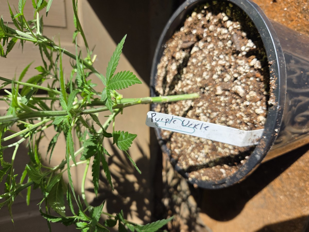 bbs-grow-diaries/blimburnseeds-com/user-7729/f3fdbe92611ad7f7