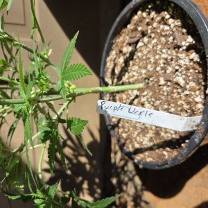 bbs-grow-diaries/blimburnseeds-com/user-7729/f3fdbe92611ad7f7