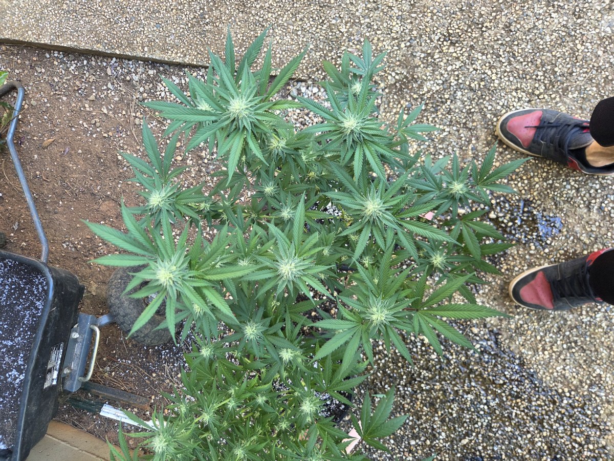 bbs-grow-diaries/blimburnseeds-com/user-7729/f49c3349783be8e4