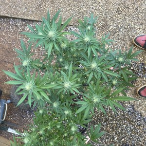bbs-grow-diaries/blimburnseeds-com/user-7729/f49c3349783be8e4