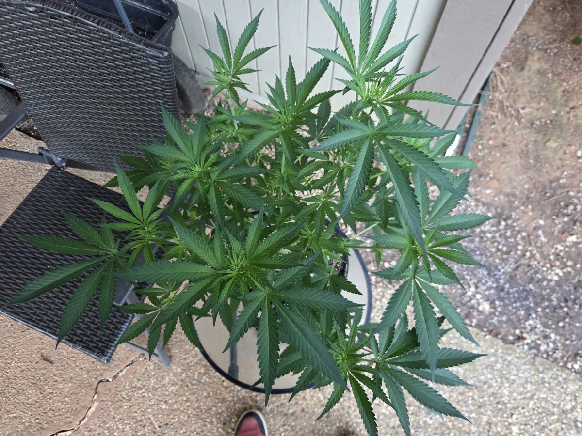 bbs-grow-diaries/blimburnseeds-com/user-7729/f5522501f319d81c
