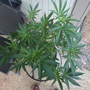 bbs-grow-diaries/blimburnseeds-com/user-7729/f5522501f319d81c