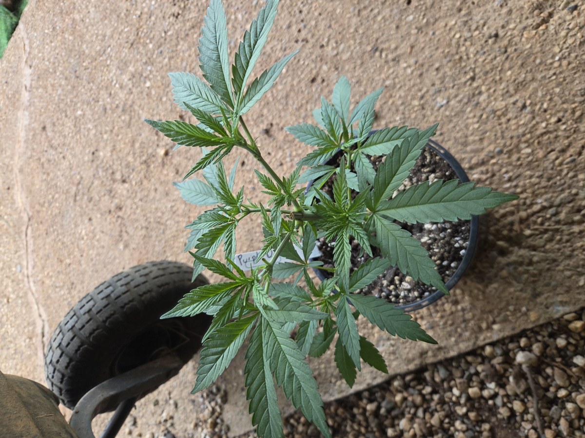 bbs-grow-diaries/blimburnseeds-com/user-7729/feab8d5d7f47035c