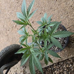bbs-grow-diaries/blimburnseeds-com/user-7729/feab8d5d7f47035c