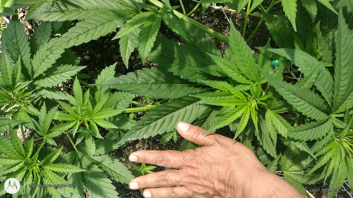 bbs-grow-diaries/blimburnseeds-com/user-7733/19f7df5ca8b9ba04