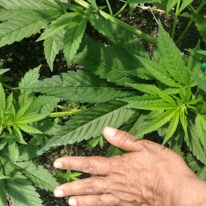 bbs-grow-diaries/blimburnseeds-com/user-7733/19f7df5ca8b9ba04