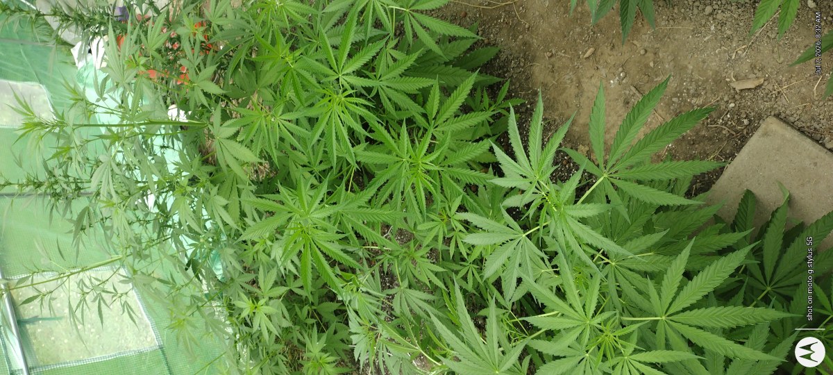 bbs-grow-diaries/blimburnseeds-com/user-7733/2a5076694c6eb733
