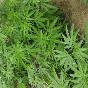 bbs-grow-diaries/blimburnseeds-com/user-7733/2a5076694c6eb733