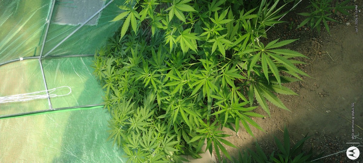 bbs-grow-diaries/blimburnseeds-com/user-7733/4150cdd7a414b8e0