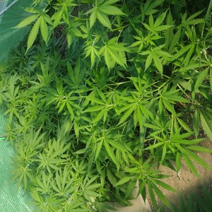 bbs-grow-diaries/blimburnseeds-com/user-7733/4150cdd7a414b8e0