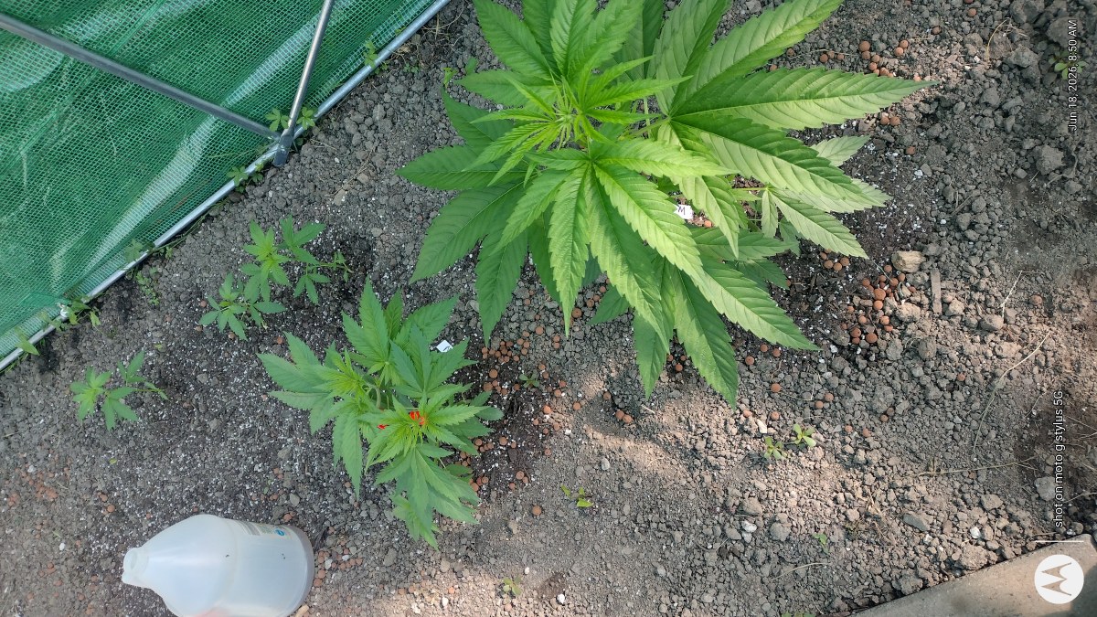 bbs-grow-diaries/blimburnseeds-com/user-7733/624b9d068b7d901d