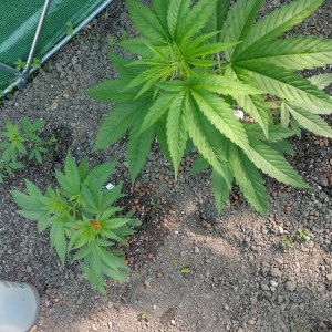 bbs-grow-diaries/blimburnseeds-com/user-7733/624b9d068b7d901d
