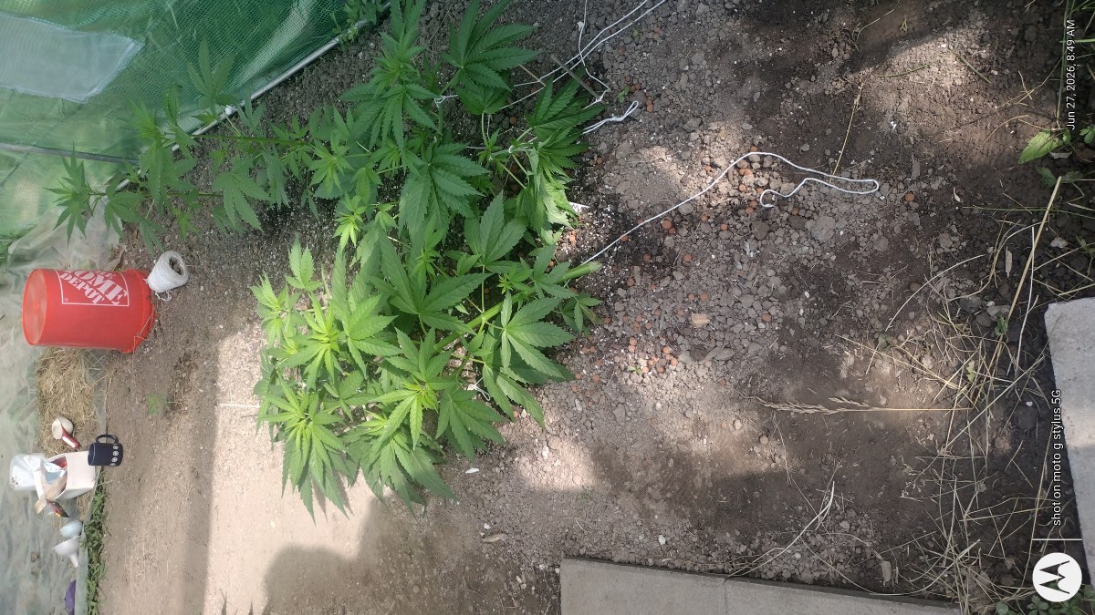 bbs-grow-diaries/blimburnseeds-com/user-7733/65f8d63da26e8d58
