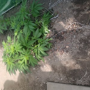 bbs-grow-diaries/blimburnseeds-com/user-7733/65f8d63da26e8d58