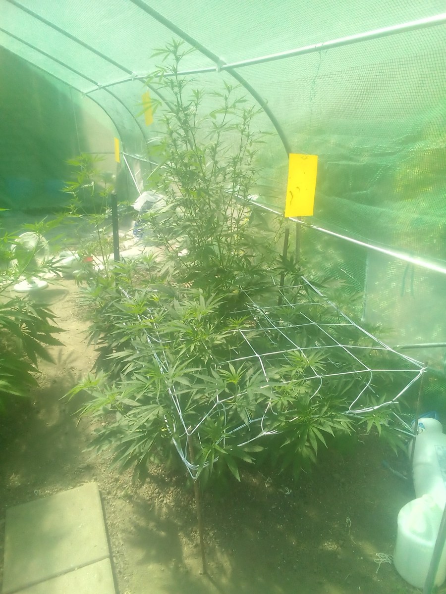 bbs-grow-diaries/blimburnseeds-com/user-7733/743dc8f0b9c9ab51